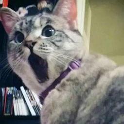 娱乐吃瓜酱猫糊糊,揭秘“酱猫糊糊”背后的故事