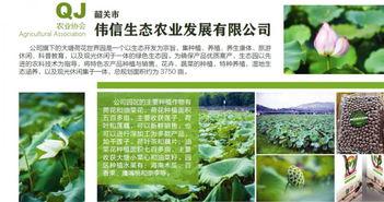 娱乐吃瓜的宣传策略,吃瓜群众必看的幕后大戏！