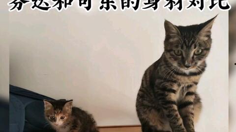 娱乐吃瓜酱牛奶猫,揭秘牛奶猫的神秘魅力