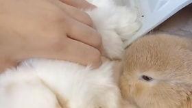 娱乐吃瓜小兔子