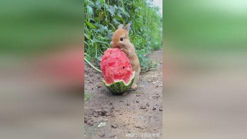 娱乐吃瓜小兔子