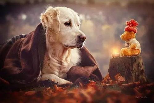 娱乐吃瓜菌关于狗,揭秘娱乐圈的忠诚宠儿