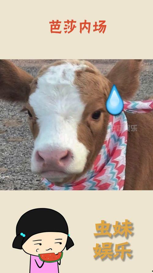 娱乐吃瓜酱发财,揭秘明星财富背后的秘密